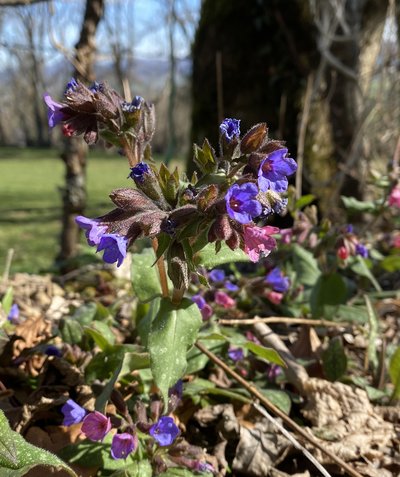 Pulmonaire officinale