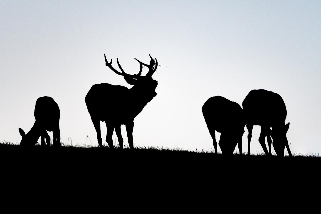 Mystères au bois de Veyrière