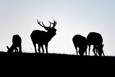 Mystères au bois de Veyrière
