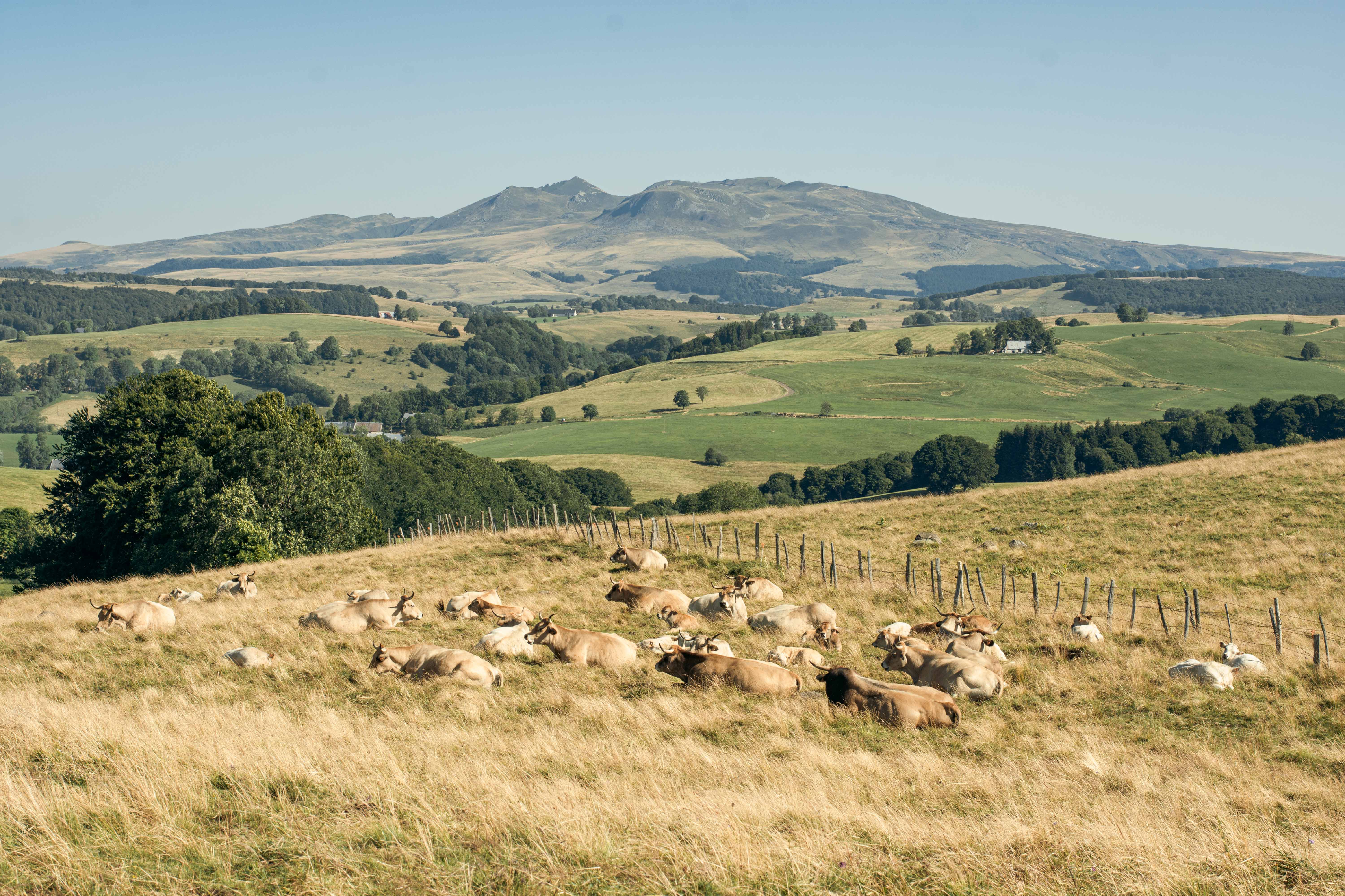 Tour des Vaches Rouges - Les Découvertes du Parc des Volcans d’Auvergne