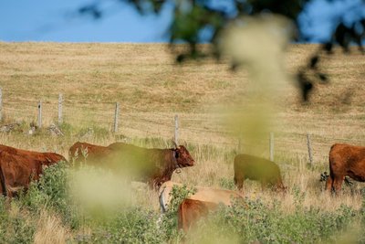 Vaches en Cézallier