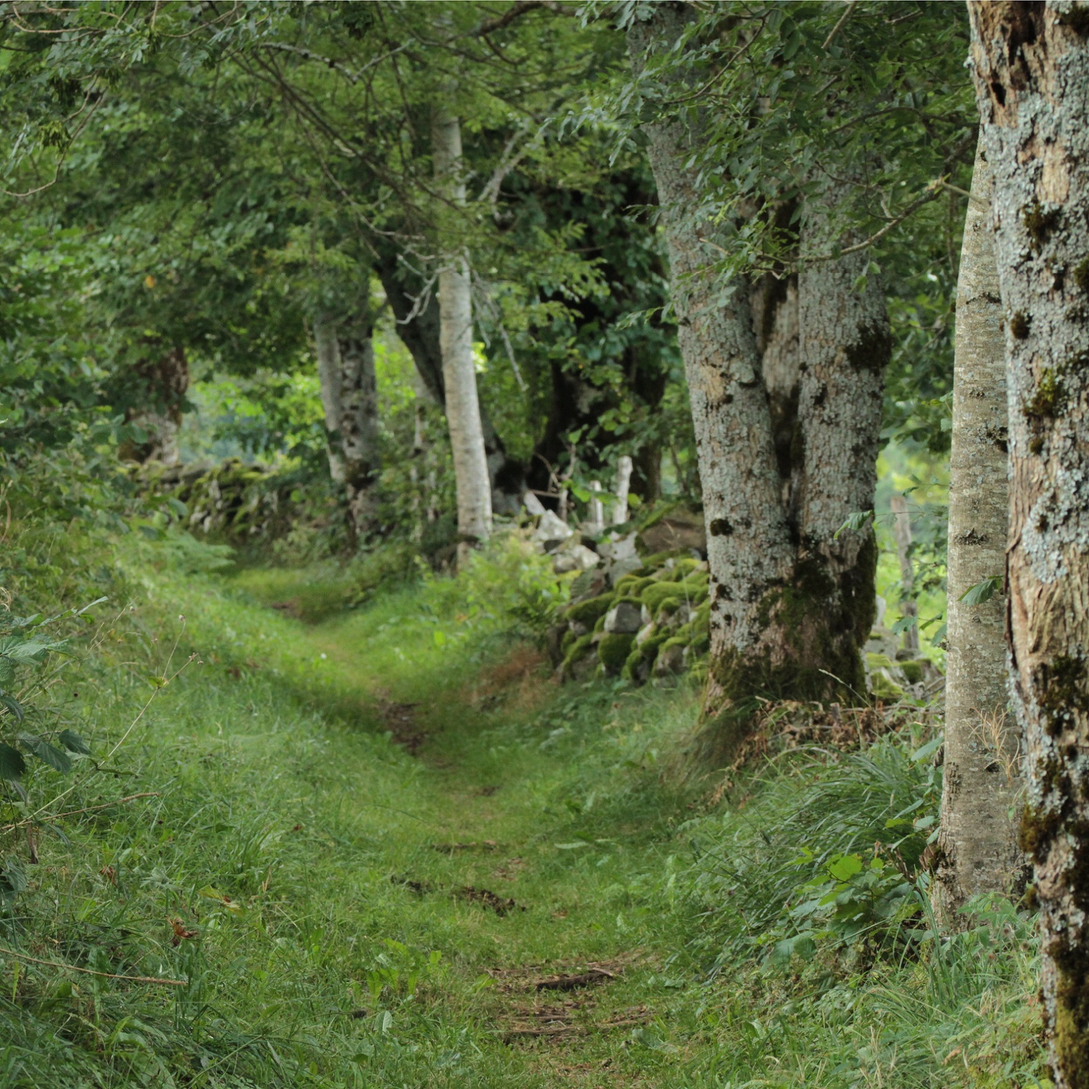 Chemin de traverse